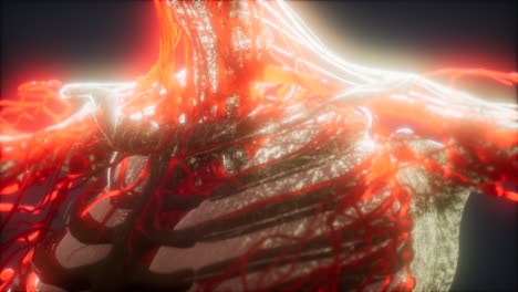 3D-gerenderte,-Medizinisch-Genaue-Animation-Von-Herz-Und-Blutgefäßen